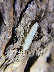 Drymaplaneta semivitta