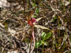 Caladenia reticulata