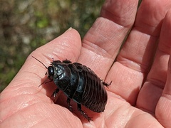 Geoscapheus robustus