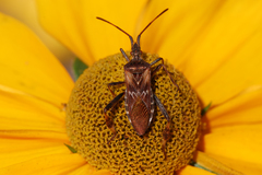Leptoglossus occidentalis
