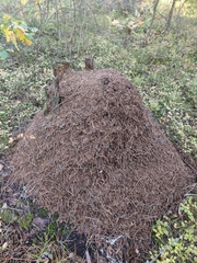 Formica rufa