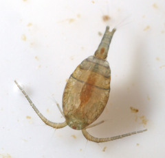 Cyclopidae