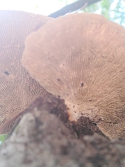 Daedaleopsis confragosa