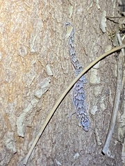 Christinus marmoratus
