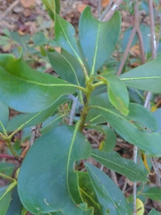 Kalmia latifolia