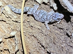 Christinus marmoratus