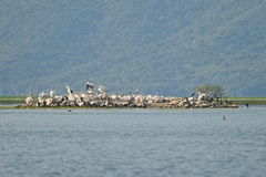 Pelecanus onocrotalus