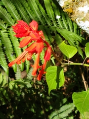 Salvia splendens