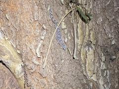 Christinus marmoratus