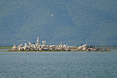 Pelecanus onocrotalus