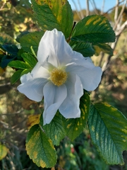 Rosa spinosissima