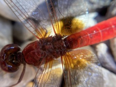 Crocothemis erythraea