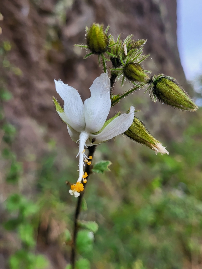 Hibiscus fuscus