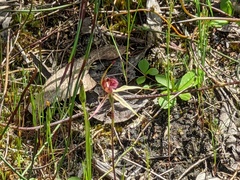 Caladenia reticulata