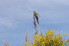 Motacilla flava cinereocapilla