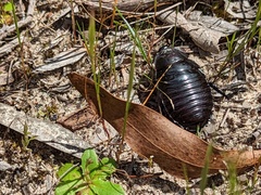 Geoscapheus robustus