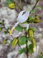 Malvaceae