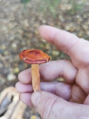 Lactarius aurantiacus
