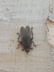 Pseudolynchia canariensis