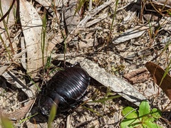 Geoscapheus robustus