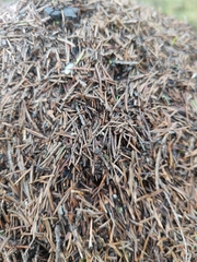 Formica rufa