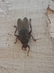 Pseudolynchia canariensis