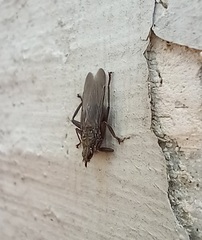 Pseudolynchia canariensis