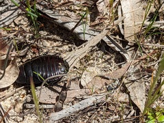 Geoscapheus robustus
