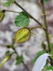 Malvaceae