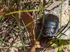 Geoscapheus robustus