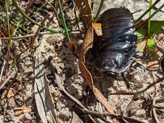 Geoscapheus robustus