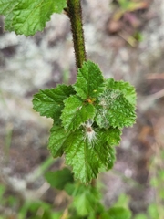 Malvaceae