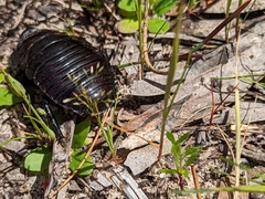 Geoscapheus robustus