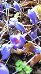 Crocus