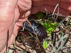 Geoscapheus robustus