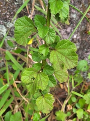 Malvaceae