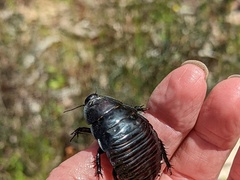 Geoscapheus robustus