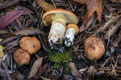 Suillus caerulescens