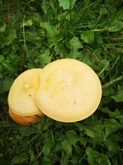 Cystoderma aureum