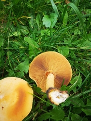 Cystoderma aureum