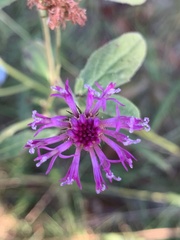 Vernonia acaulis