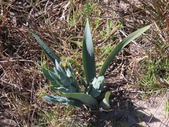 Ferraria divaricata