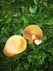 Cystoderma aureum