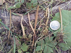 Macrotyphula fistulosa