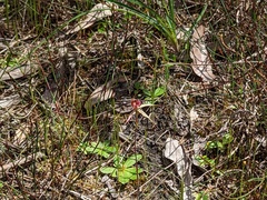 Caladenia reticulata