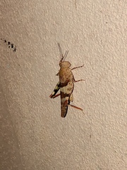 Trimerotropis latifasciata