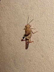 Trimerotropis latifasciata