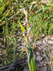 Lyperanthus serratus