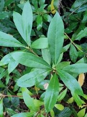 Rhododendron ponticum
