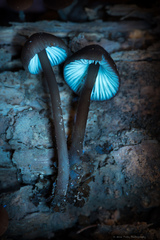 Mycena purpureofusca